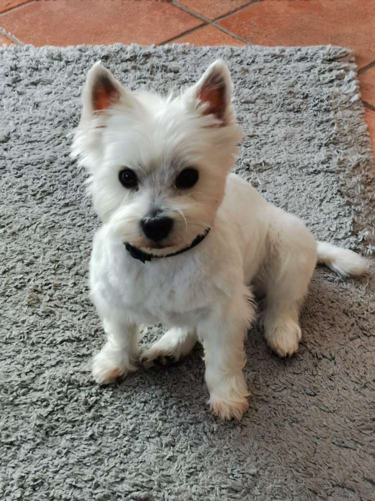Hundetreffen-Treffen zum spazieren gehen-Profilbild