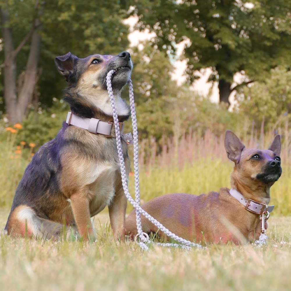 Hundetreffen-Regelmäßiges treffen im Mariannenpark-Profilbild