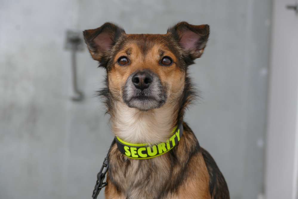 Hundetreffen-entspannte Hundebegegnungen & gemeinsame Gassirunden-Profilbild