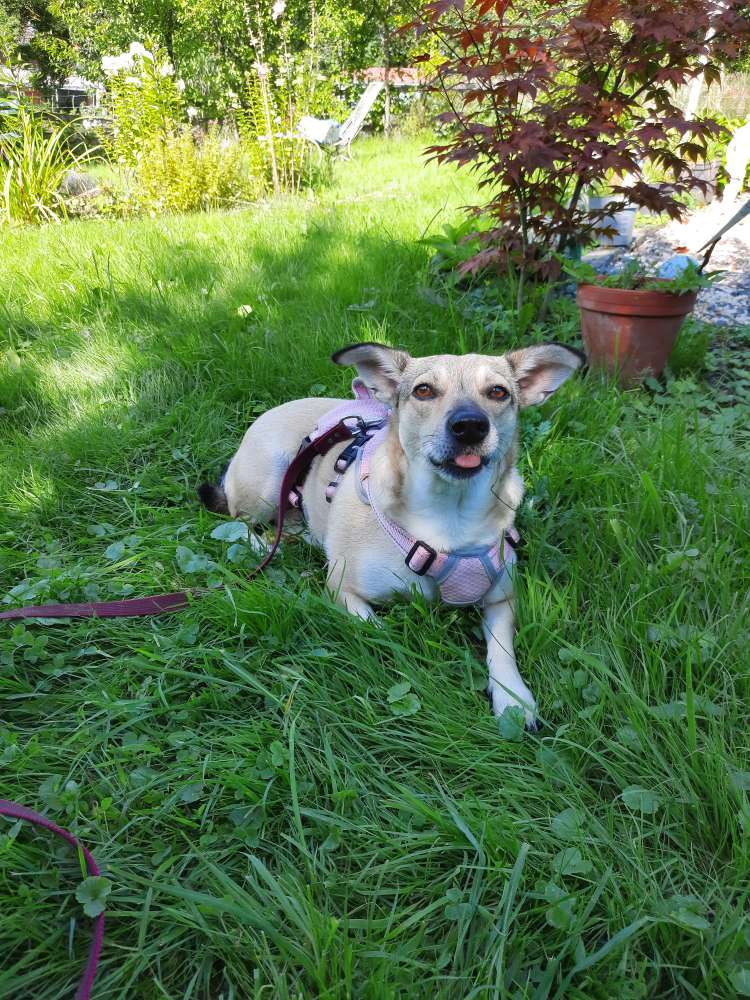 Hundetreffen-Gemeinsames Gassi-Profilbild