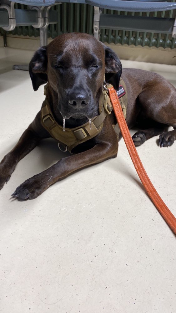 Giftköder-Wasservergiftung-Profilbild