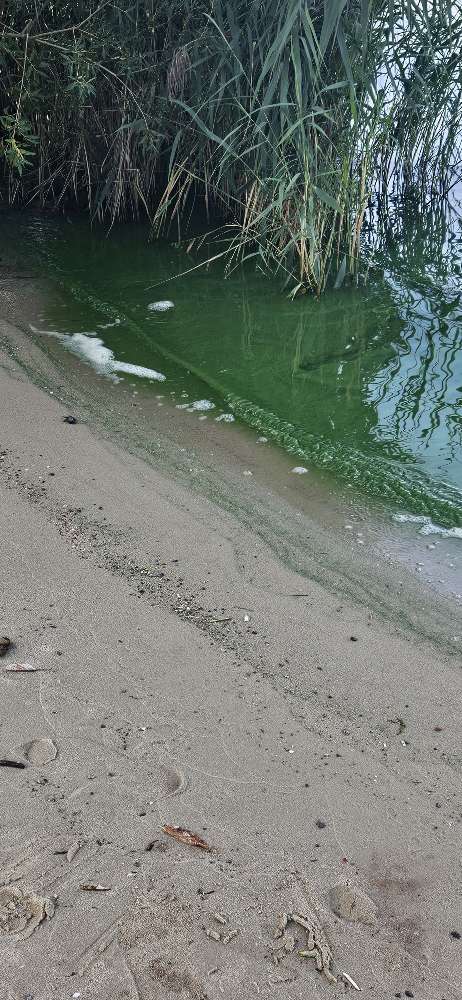 Giftköder-Blaualgen in der Havel-Profilbild