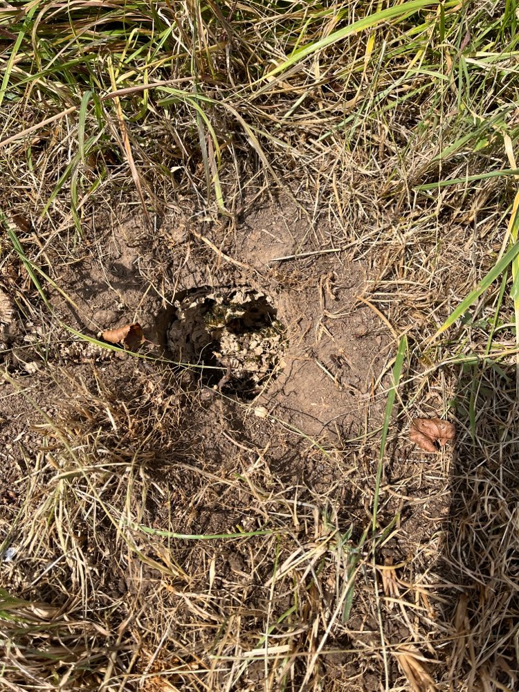 Giftköder-Erdwespen Nest-Profilbild