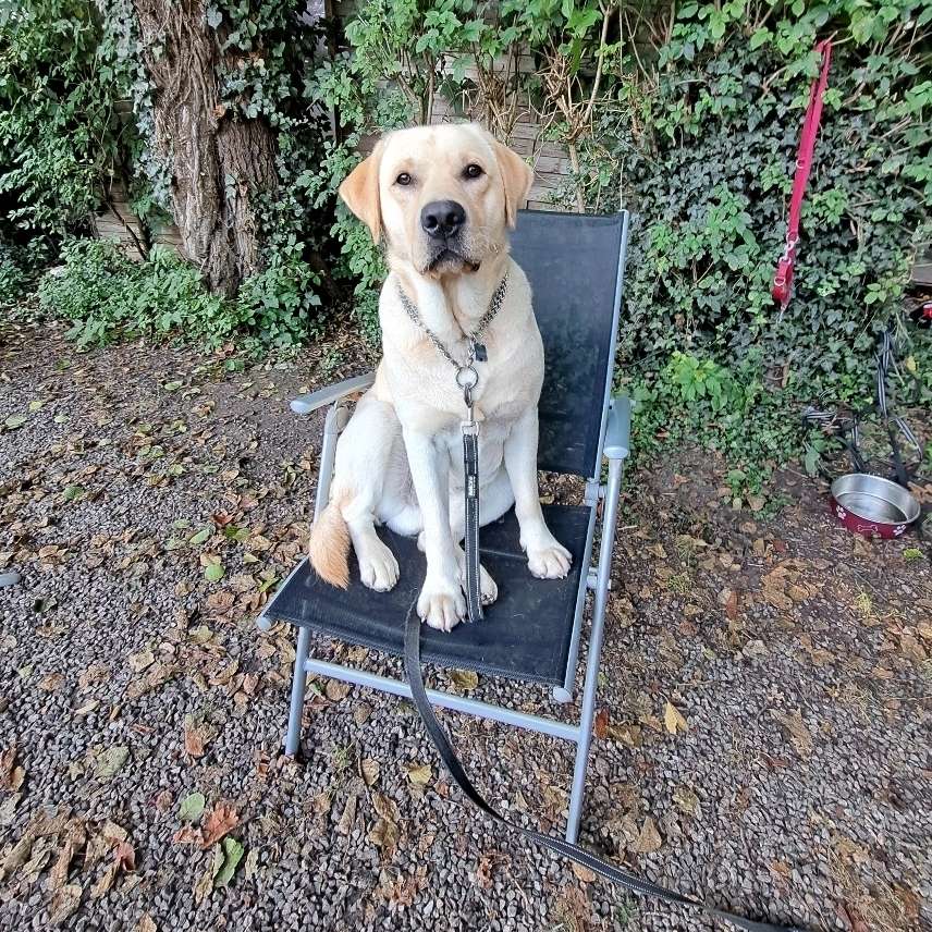 Hundetreffen-Treffen in Waiblingen-Profilbild