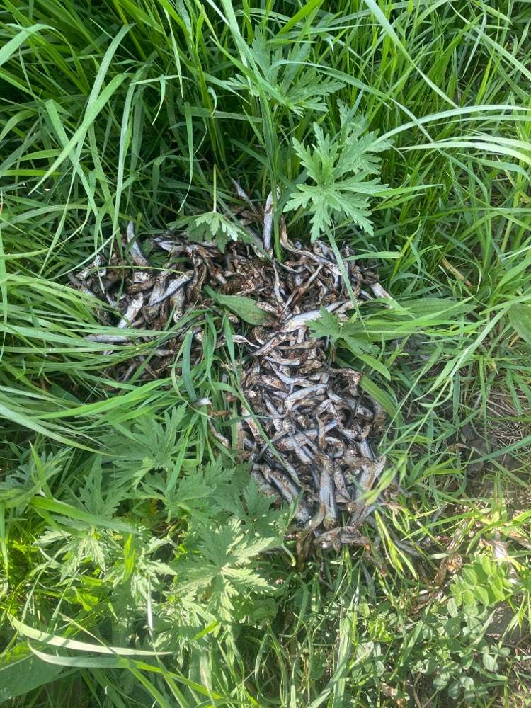 Giftköder-Evtl Giftköder/ Kleine Fische ausgelegt-Profilbild