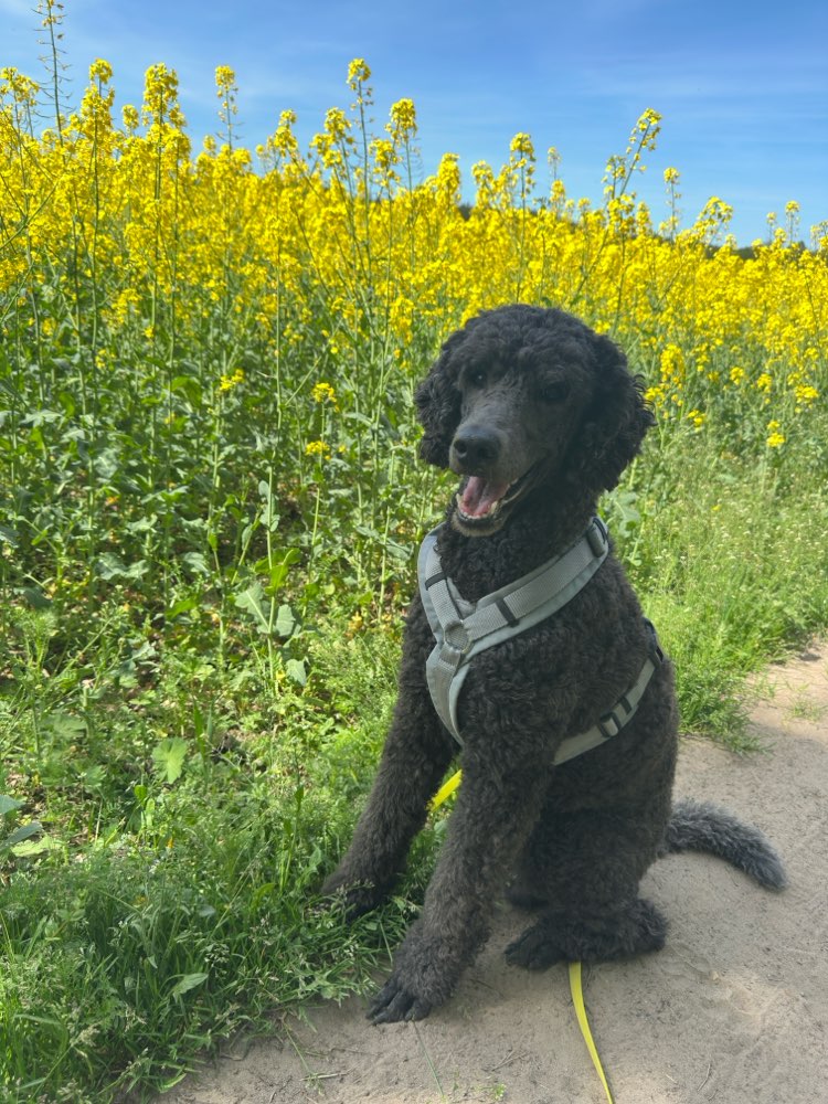 Hundetreffen-Spaß-Profilbild