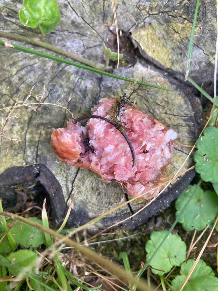 Giftköder-Wurst mit Nägeln-Profilbild
