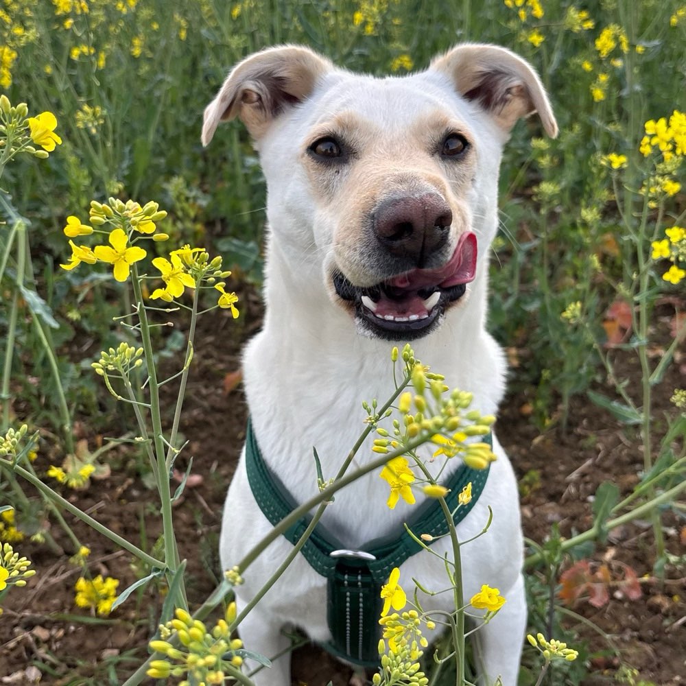 Hundetreffen-gemeinsame Gassi- & Spielrunden freuen :)-Profilbild