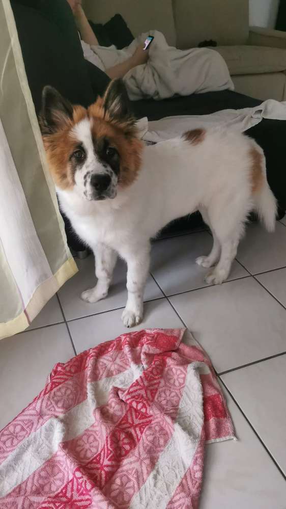 Hundetreffen-Spieltreffen-Profilbild