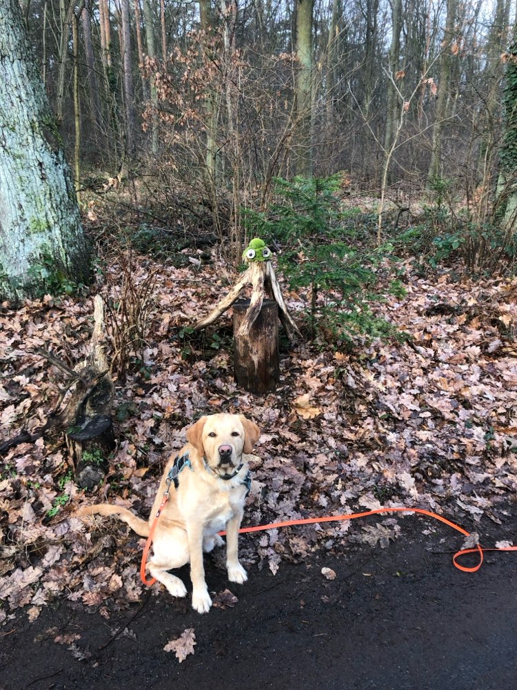 Hundetreffen-Gemeinsamer Waldspaziergang im Ravensberg-Profilbild