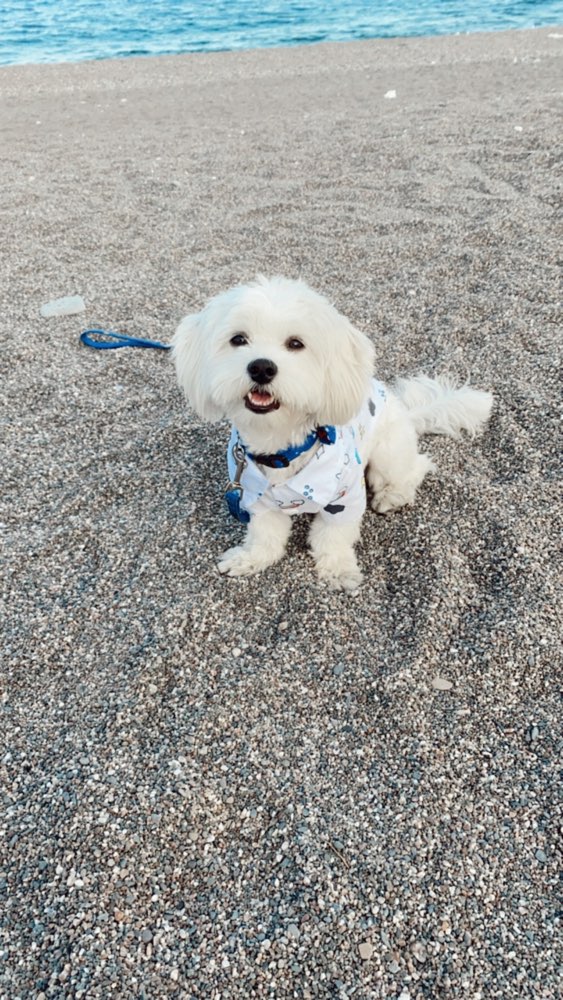 Hundetreffen-Spielrunde mit anderen junghund 🐶-Profilbild