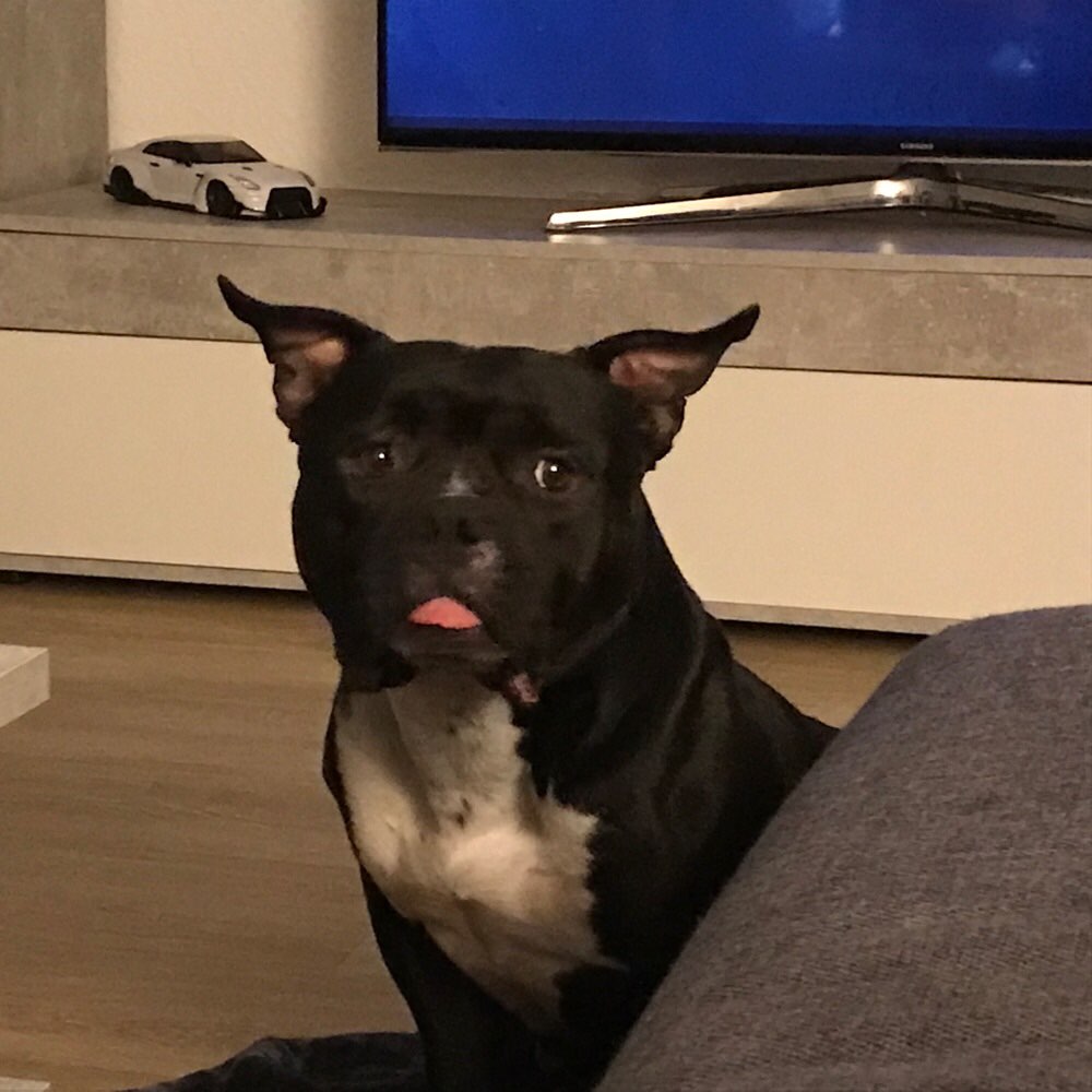 Hundetreffen-Kennenlernen für Hund und Mensch 🐶-Profilbild