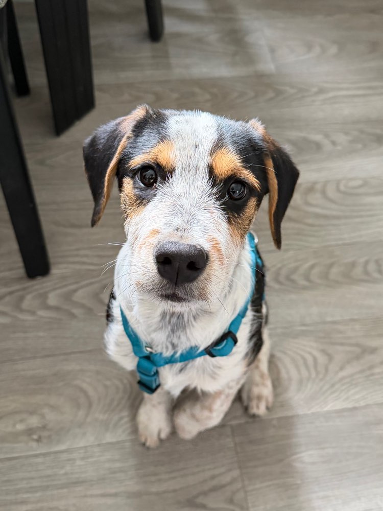 Hundetreffen-Trainingspartner gesucht-Profilbild