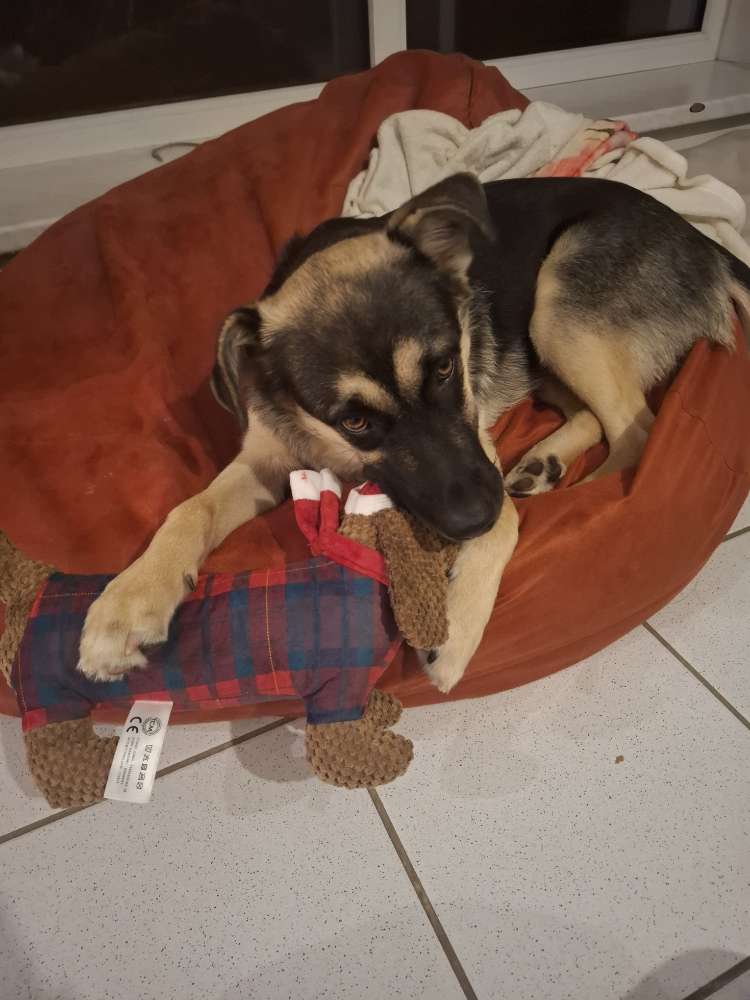 Hundetreffen-Kontaktfreudig-Profilbild