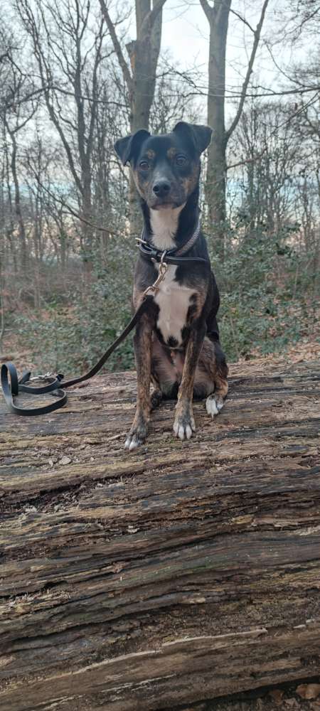 Hundetreffen-Spatzier und oder spielfreund für boby-Profilbild