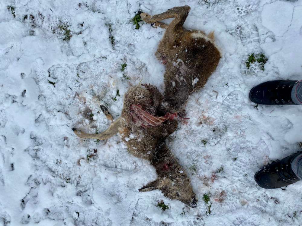 Giftköder-Tierkadaver, wildernder Hund-Profilbild