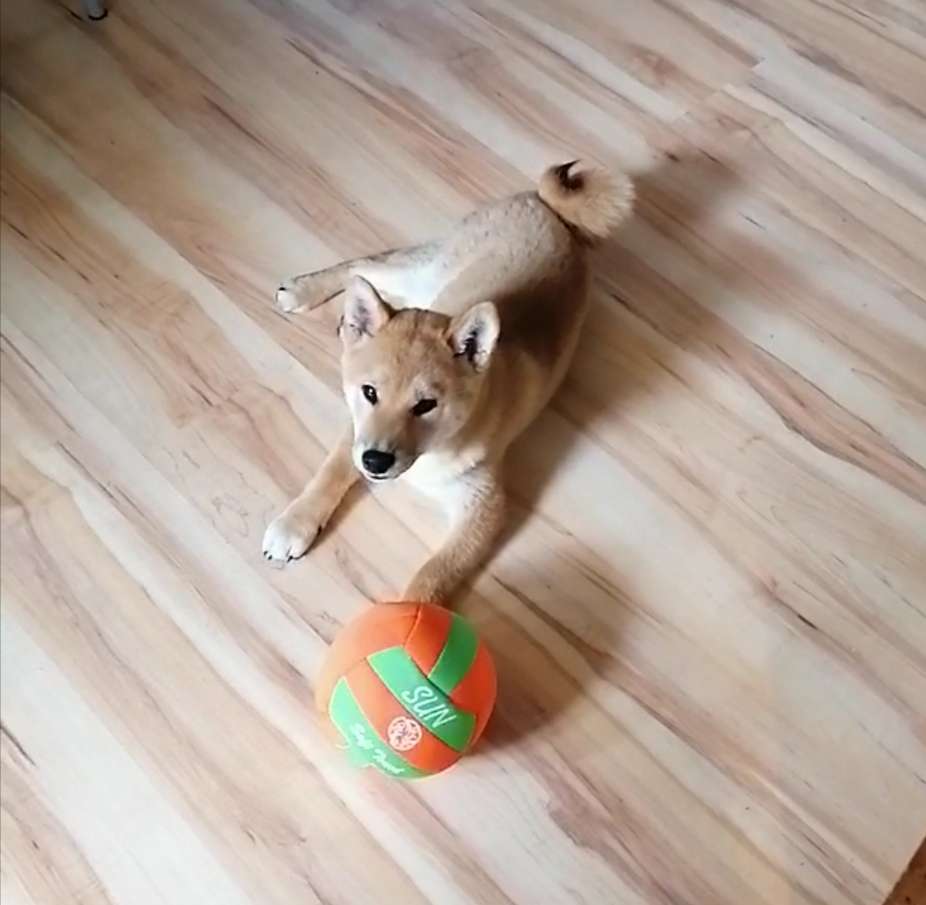 Hundetreffen-Gemeinsam spielen mit Hunden und Gassi gehen-Profilbild