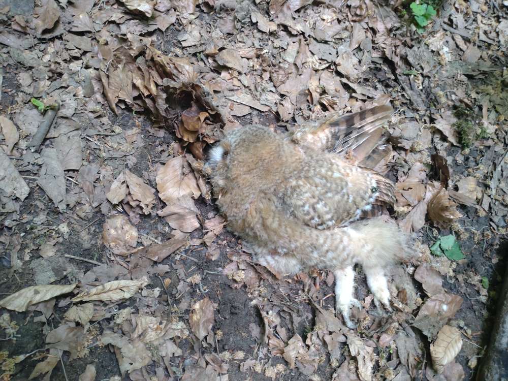 Giftköder-Toter Uhu!-Profilbild