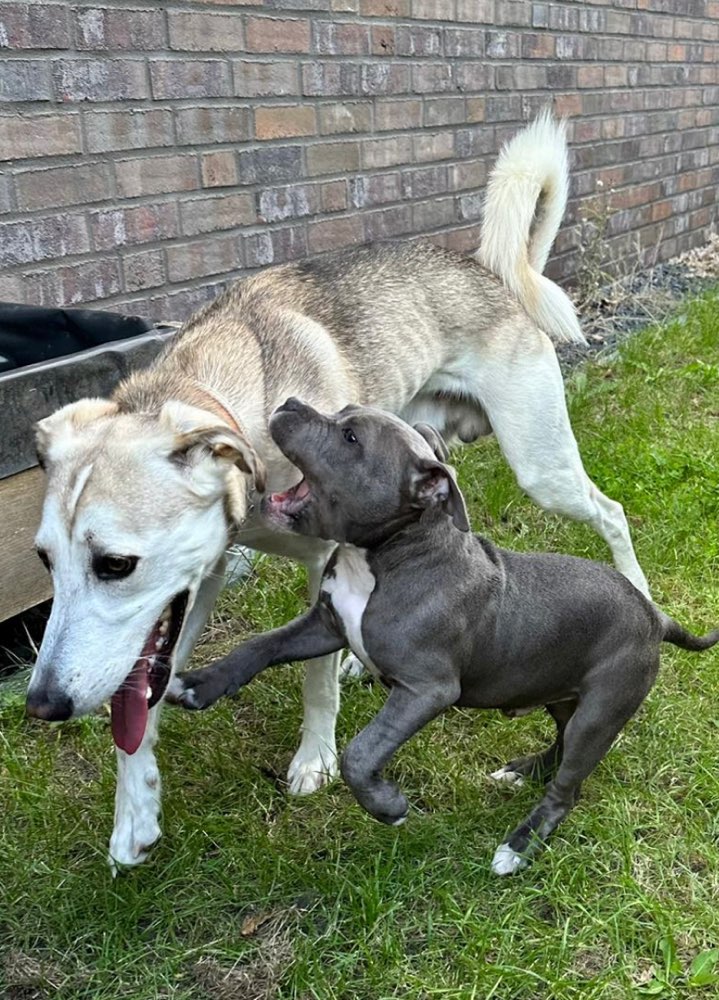 Hundetreffen-Welpentreff kampfschmuser Norderstedt-Profilbild