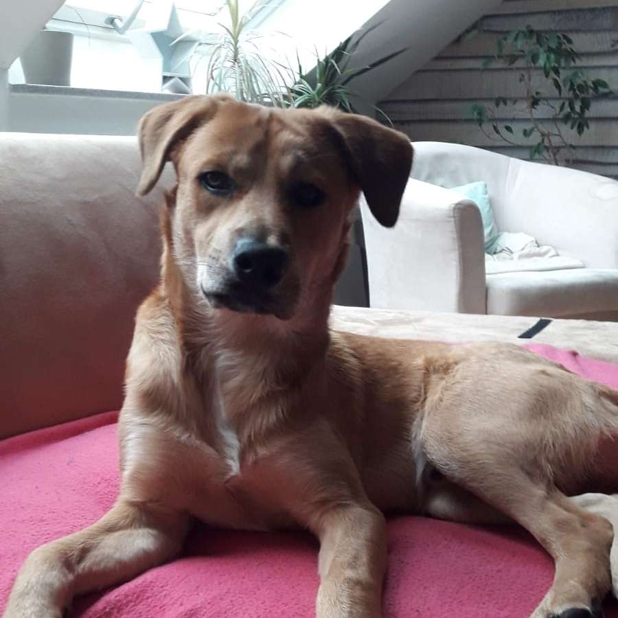 Hundetreffen-Hallo,ich bin Lucky und suche einen quirligen Hundefreund-Profilbild