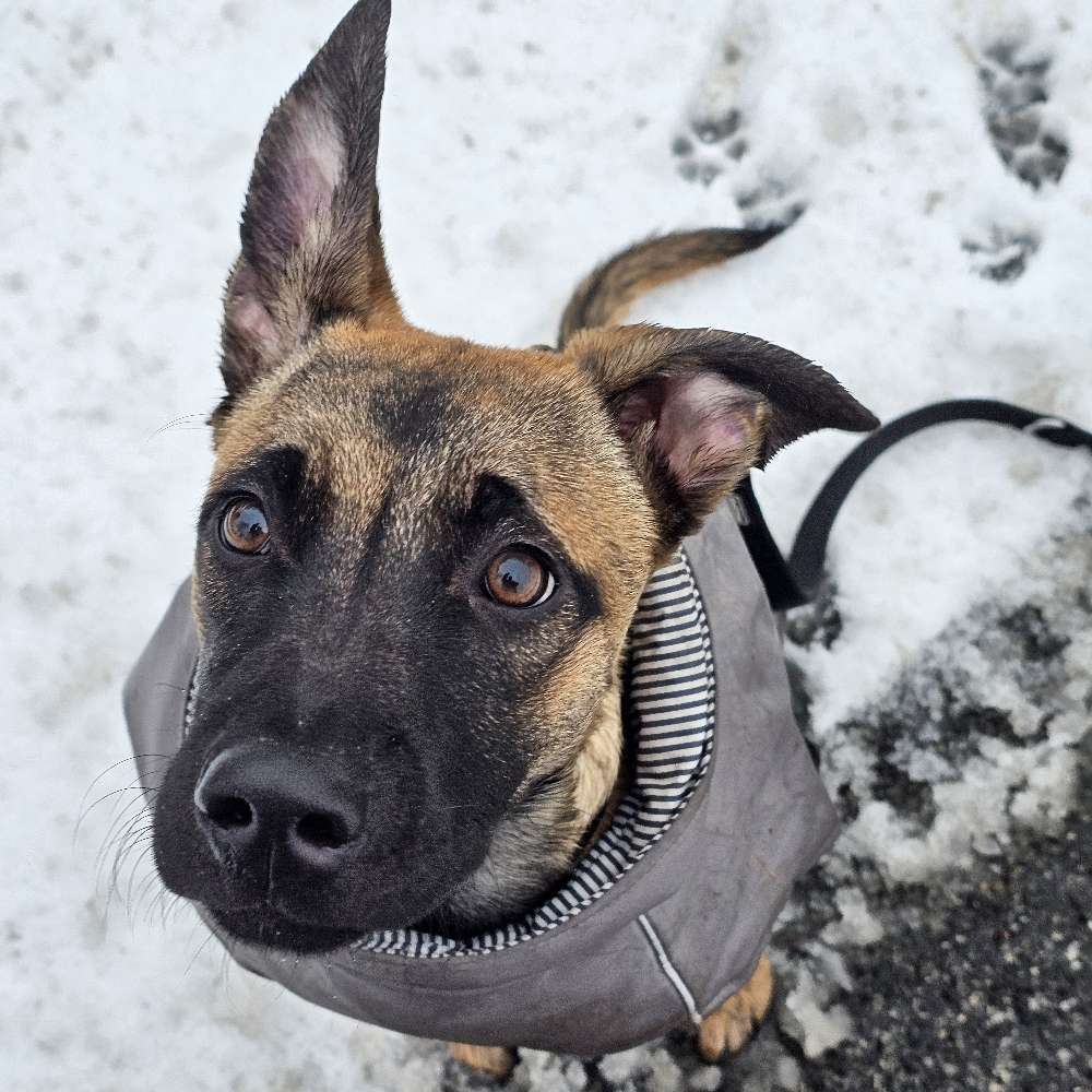 Hundetreffen-Welpenspiel- & Gassirunde gesucht-Profilbild