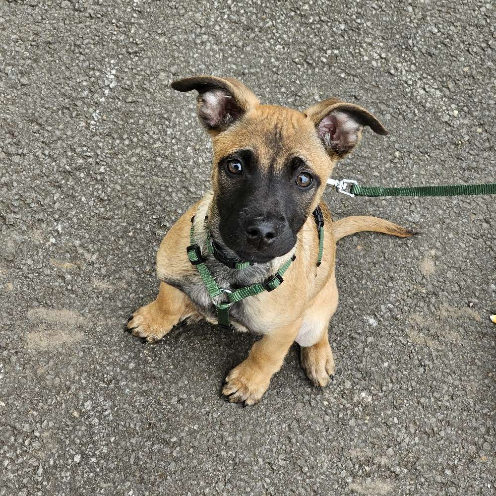 Hundetreffen-Welpenspiel- & Gassirunde gesucht-Profilbild