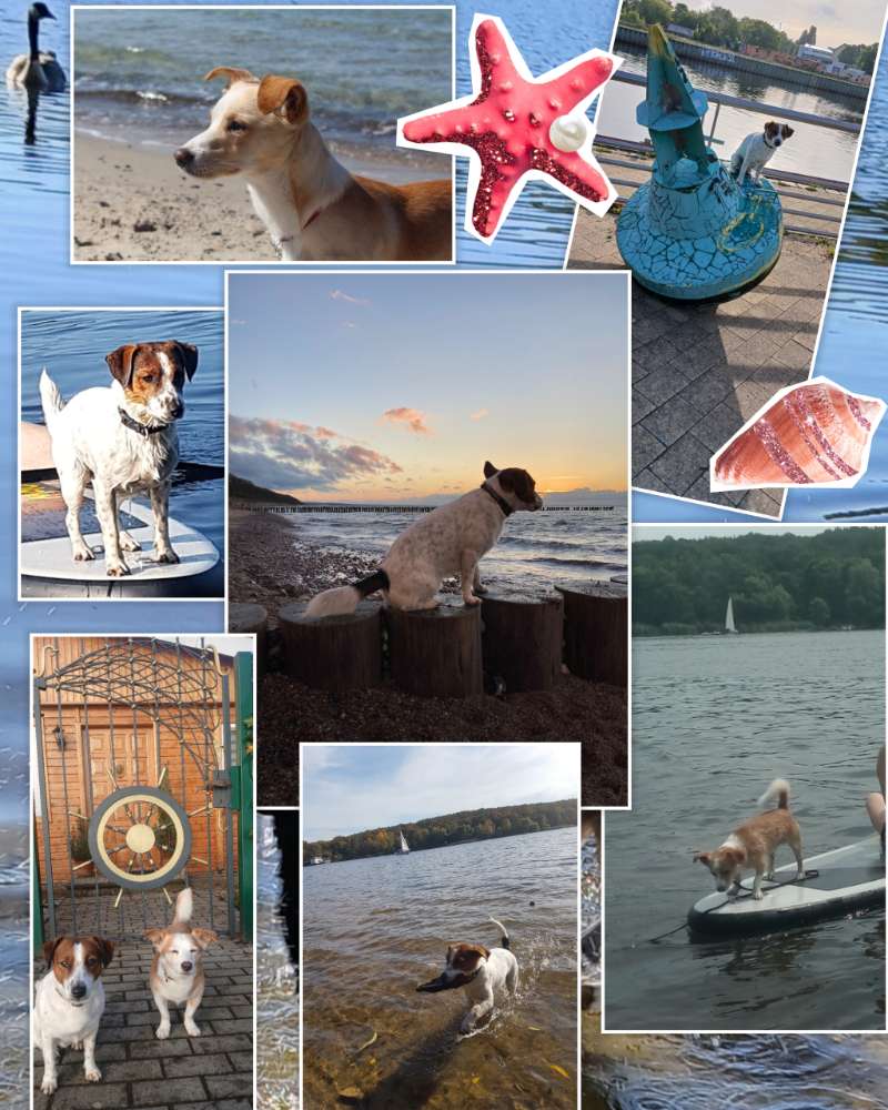 183. Collagen Challenge Banner