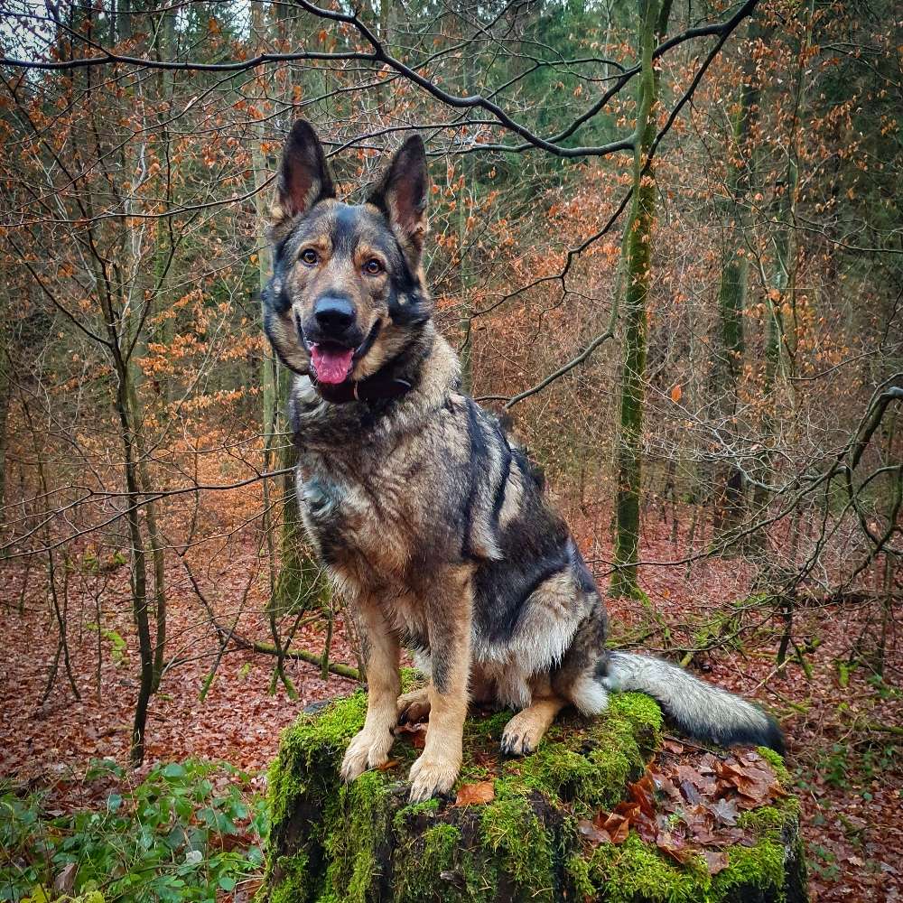 Hundetreffen-Übungs Spatziergang-Profilbild