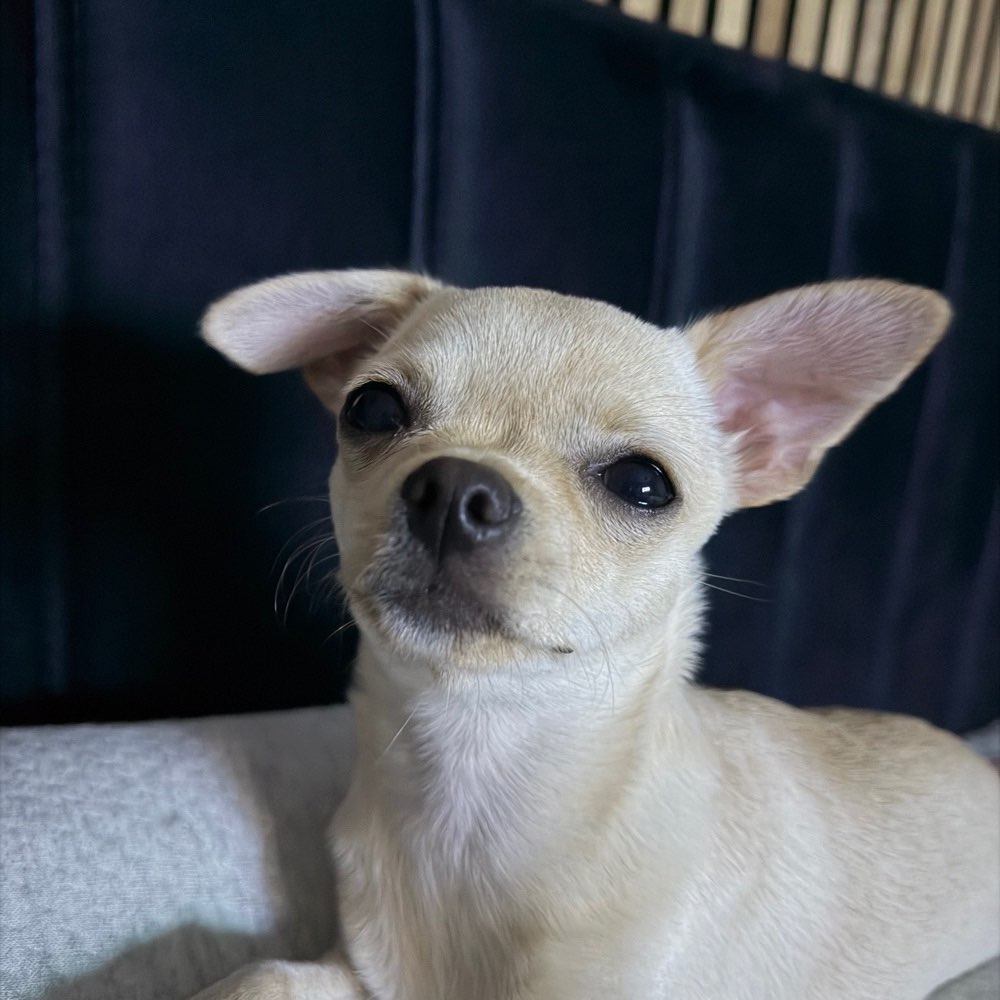 Hundetreffen-Gassirunde mit Chihuahua Welpen ( Weibchen )-Profilbild