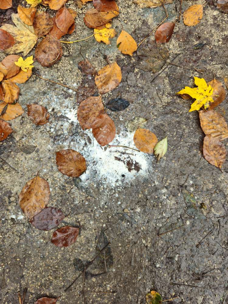 Giftköder-Weißes Pulver-Profilbild