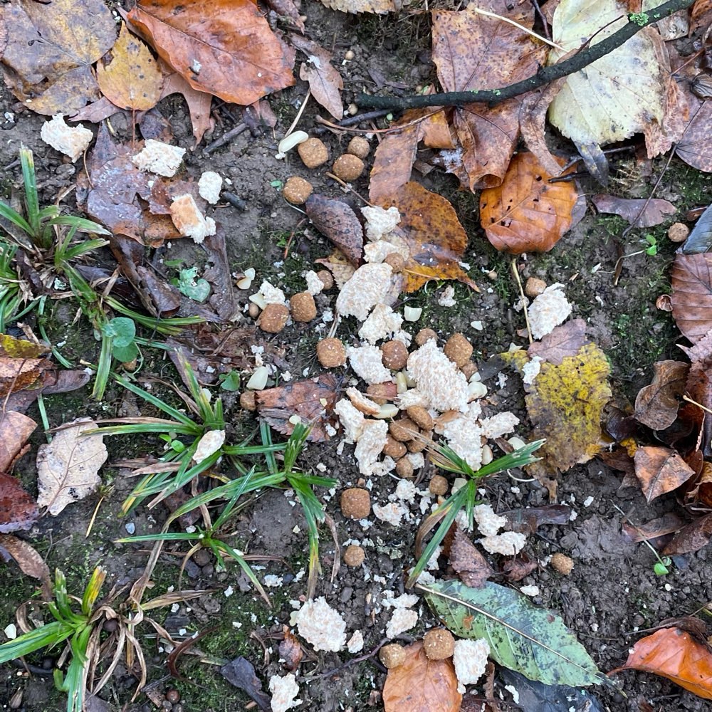 Giftköder-Trockenfutter, Brot und Erdnüsse-Profilbild