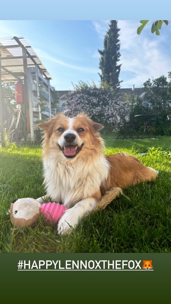 Hundetreffen-Neue Freunde für Lenny in neuer Wahl-Heimat-Profilbild