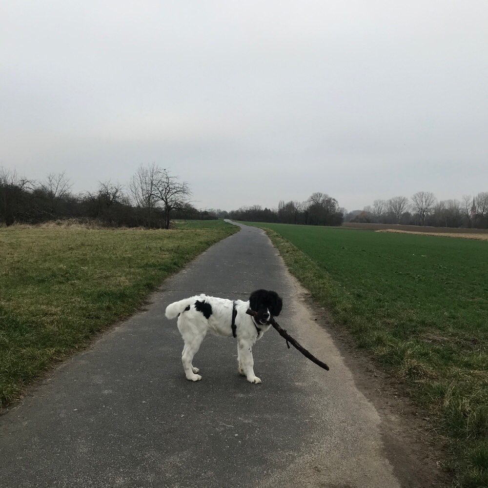 Hundetreffen-Spiel-, Trainings-, und Gassifreunde gesucht!-Profilbild