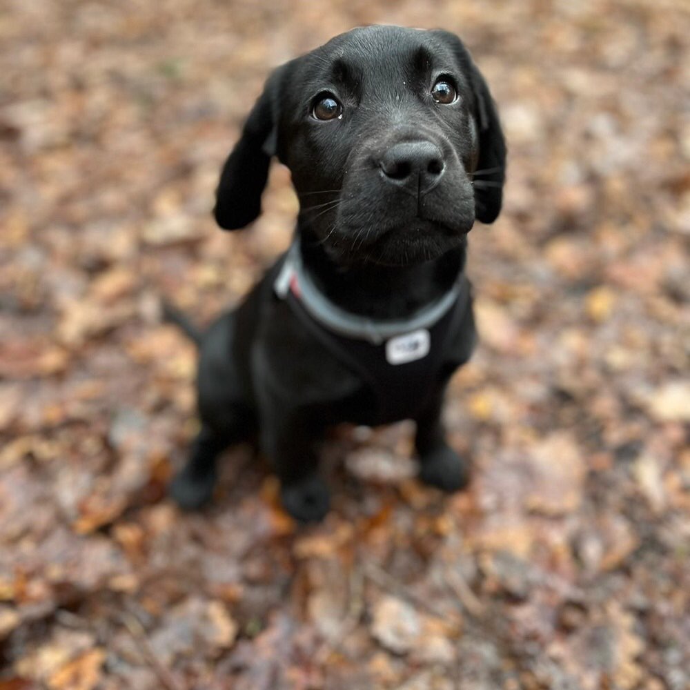 Hundetreffen-Gassirunde mit Bailey-Profilbild