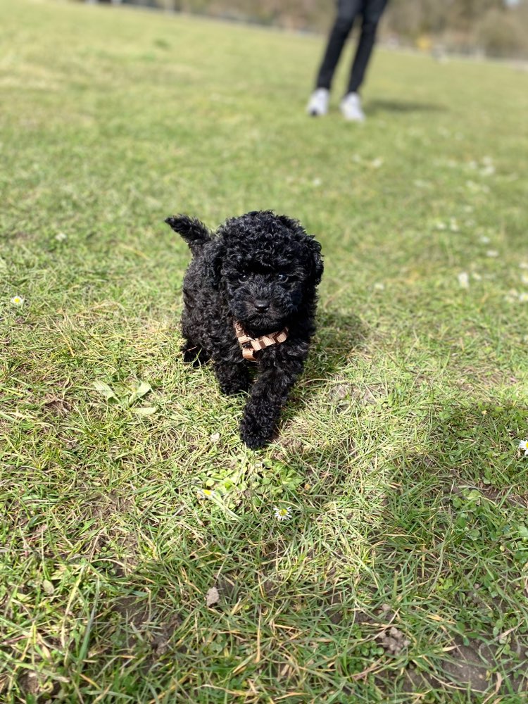 Hundetreffen-Spielpartner gesucht 🐶-Profilbild