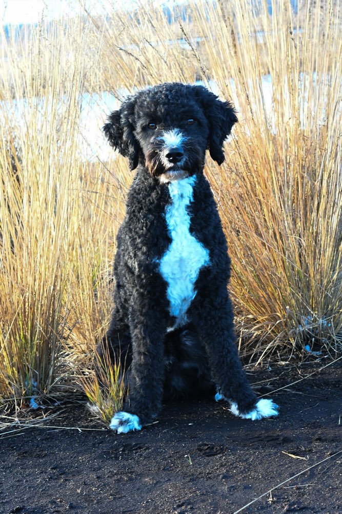 Hundetreffen-Hundekumpels für gemeinsame Gassirunden gesucht-Profilbild