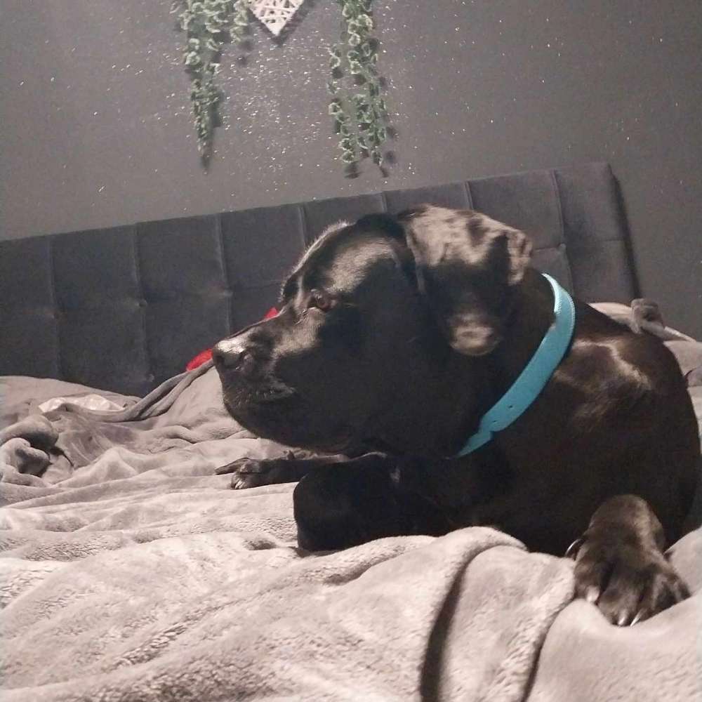 Hundetreffen-Cane corso-Profilbild