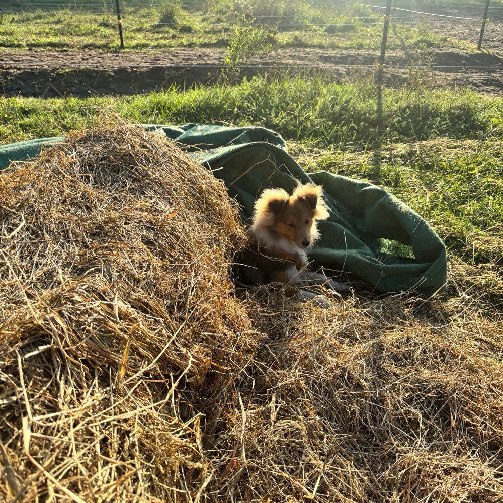 Hundetreffen-Spaziergang und Spielen-Profilbild