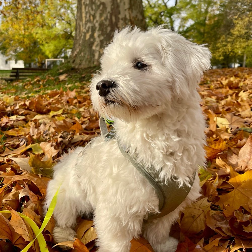 Hundetreffen-Afterwork für 🐶&🙋🏼‍♀️-Profilbild