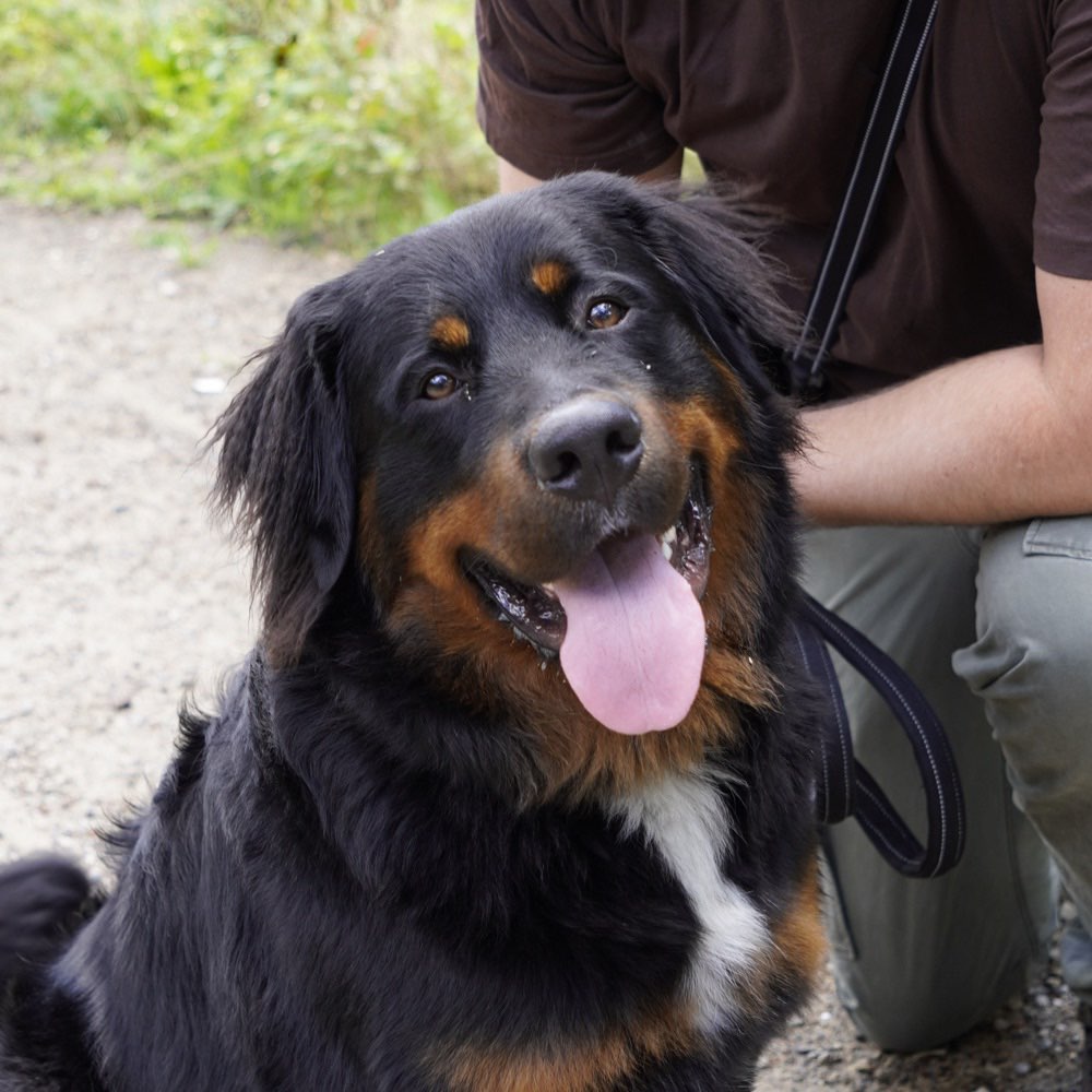 Hundetreffen-Spielerunde in Stadtlohn😊🐶-Profilbild