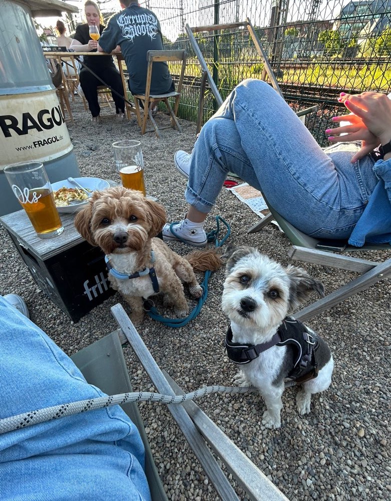 Hundetreffen-Kleine Hunde mit jungen Besitzer:innen gesucht 🥳-Profilbild