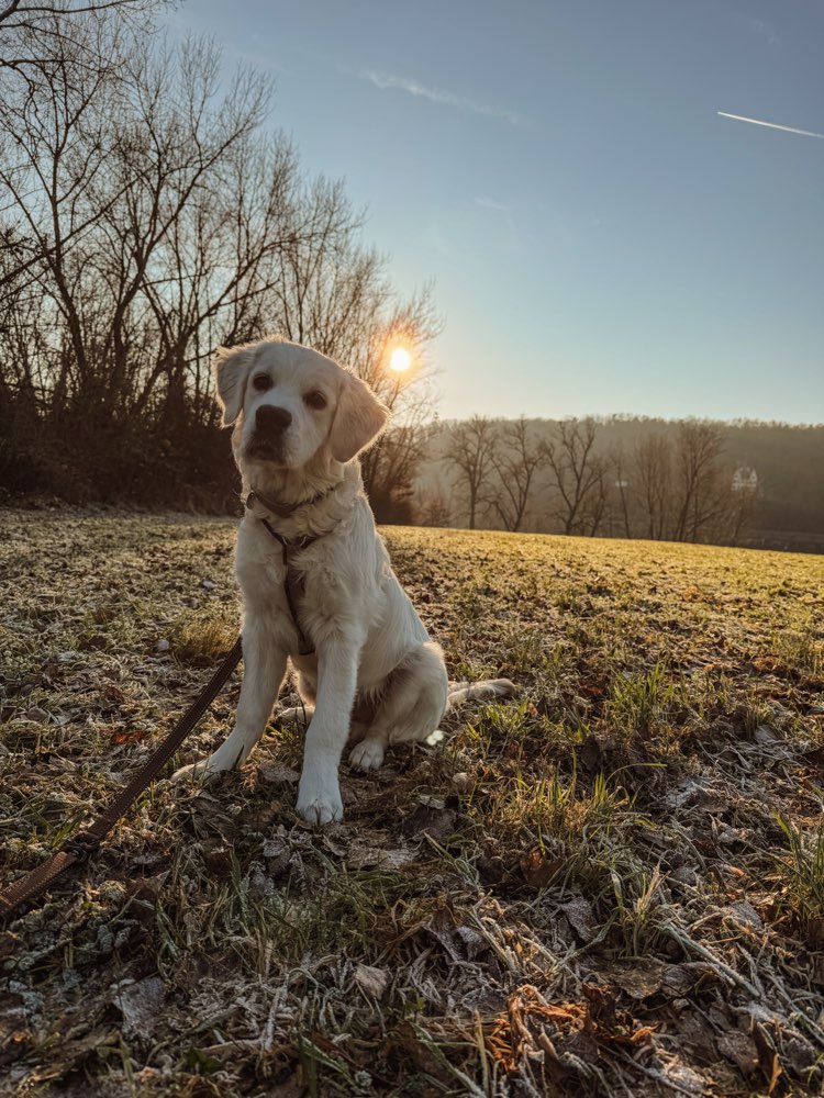 Hundetreffen-Freunde für Loki-Profilbild