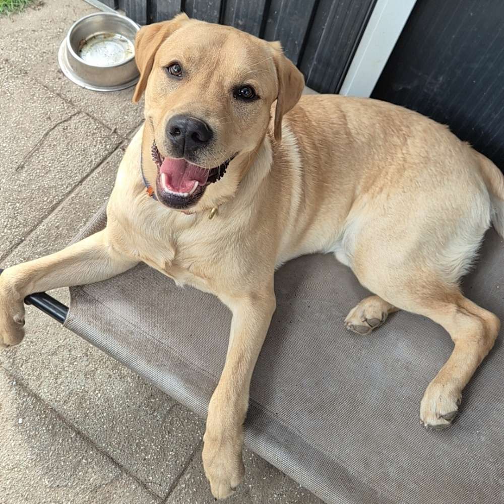 Hundetreffen-Social Walk & Training-Profilbild