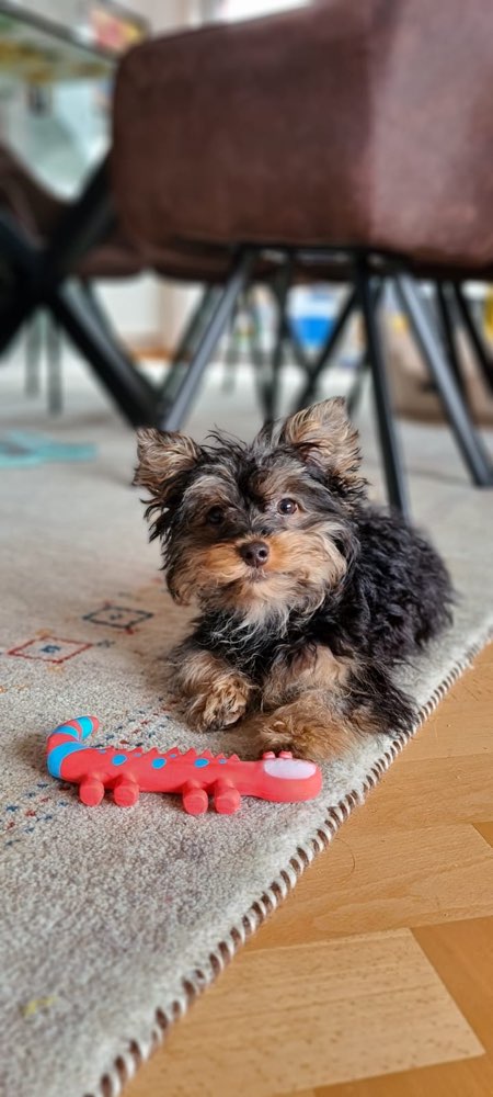 Hundetreffen-Welpenfreunde zum spielen oder gassi gehen gesucht-Profilbild