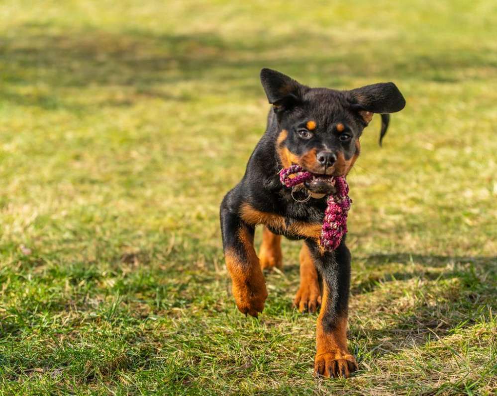 Hundetreffen-Hundefreunde gesucht-Profilbild