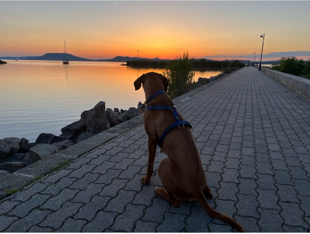 Hundetreffen-Gassifreund/in gesucht-Profilbild