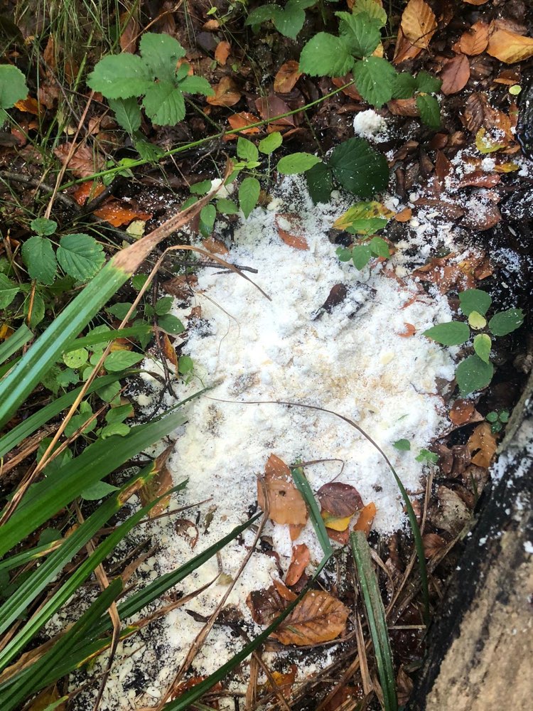 Giftköder-Riesiger Haufen Kokosnussraspeln-Profilbild