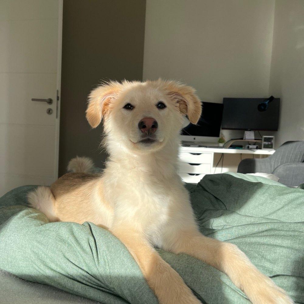 Hundetreffen-Spiele-/ Gassi - Treffen-Profilbild