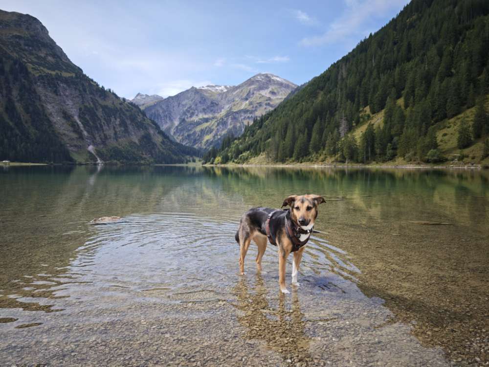 Hundetreffen-Gassirunde/ Spielkumpel-Profilbild