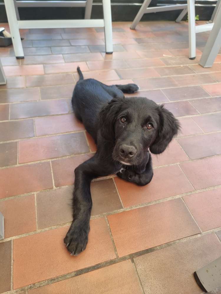 Hundetreffen-Spielgefährten gesucht-Profilbild